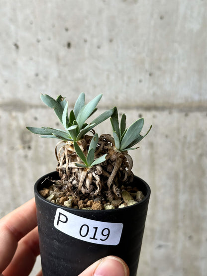 【現品限り】オトンナ・レトロルサ【P19】 Othonna retrorsa