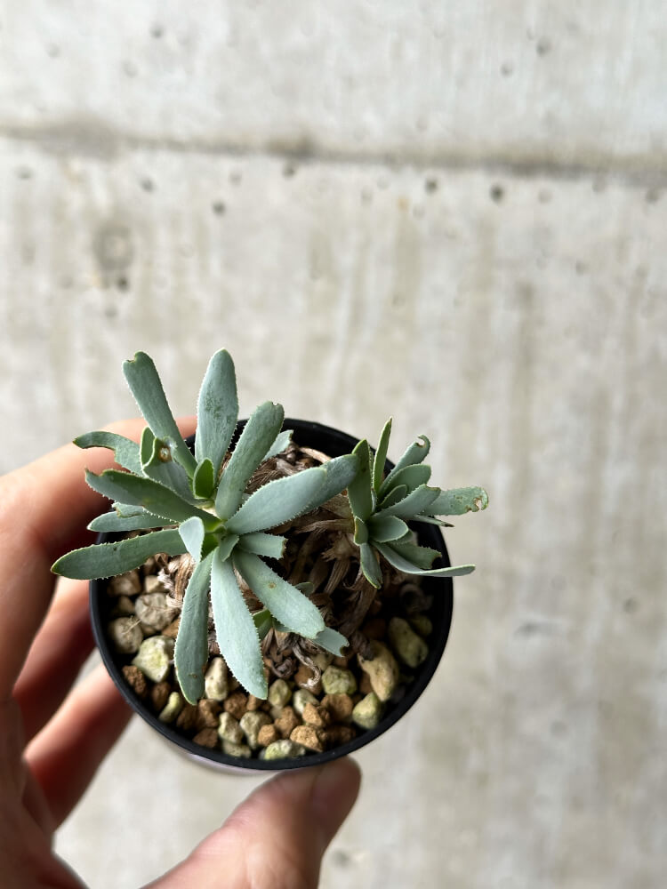 【現品限り】オトンナ・レトロルサ【P19】 Othonna retrorsa