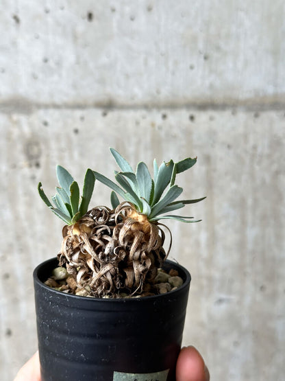 【現品限り】オトンナ・レトロルサ【P19】 Othonna retrorsa