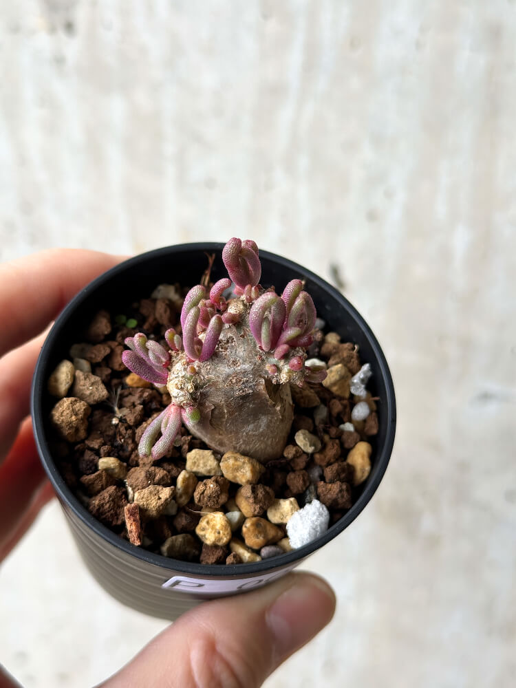 【現品限り】フィロボルス・テヌイフロルス【P1】 Phyllobolus tenuiflorus