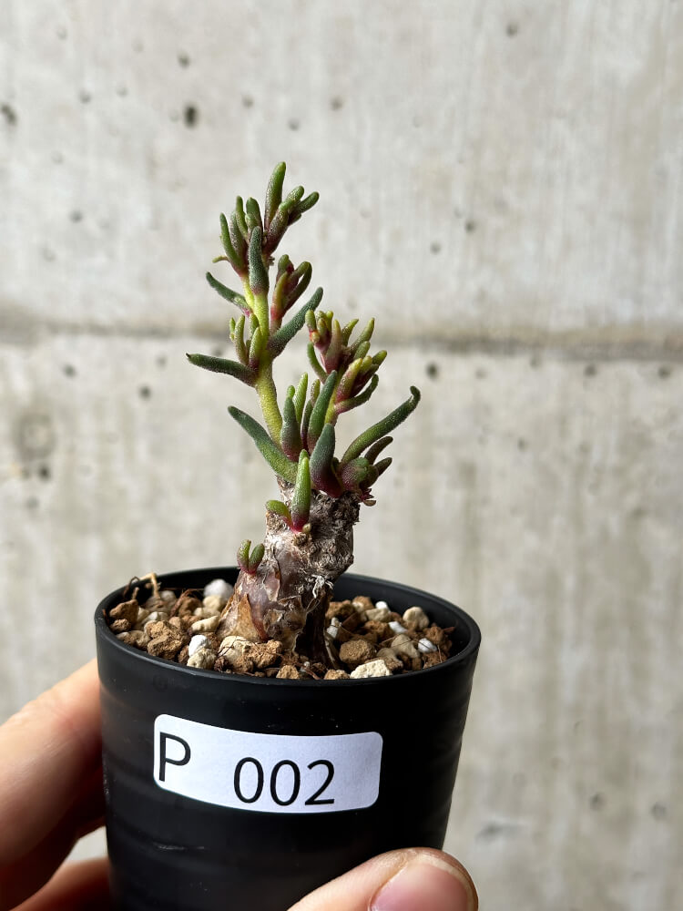 【現品限り】フィロボルス・テヌイフロルス【P2】 Phyllobolus tenuiflorus