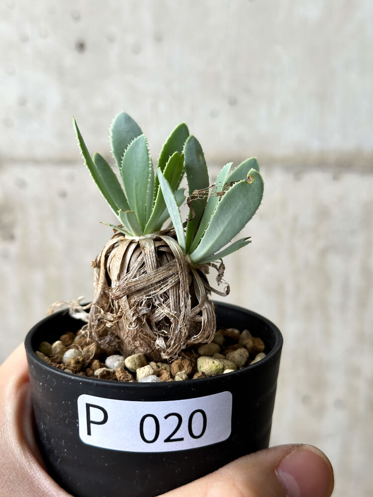 【現品限り】オトンナ・レトロルサ【P20】 Othonna retrorsa