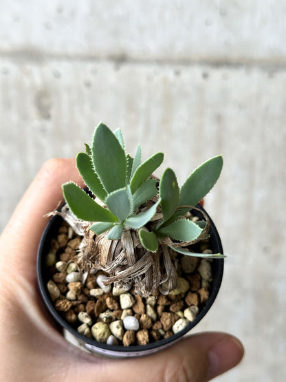 【現品限り】オトンナ・レトロルサ【P20】 Othonna retrorsa