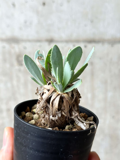 【現品限り】オトンナ・レトロルサ【P20】 Othonna retrorsa