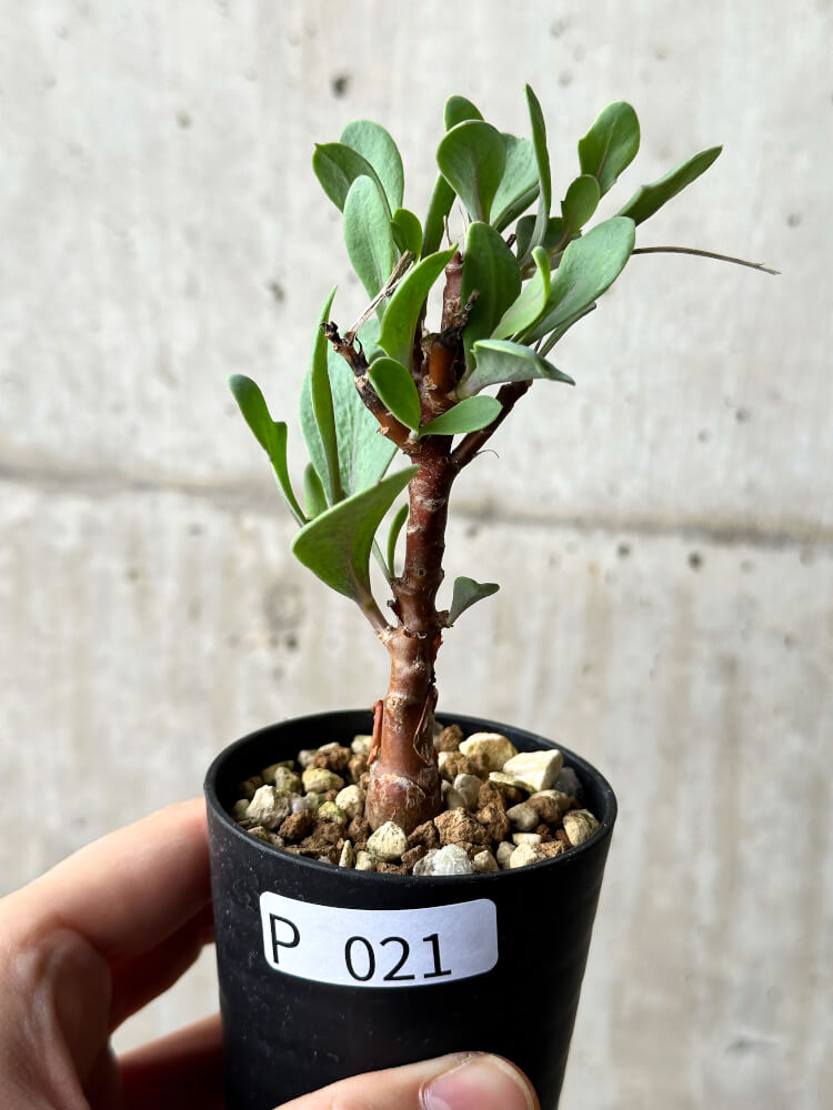 【現品限り】オトンナ・パキポダ【P21】 Othonna pachypoda