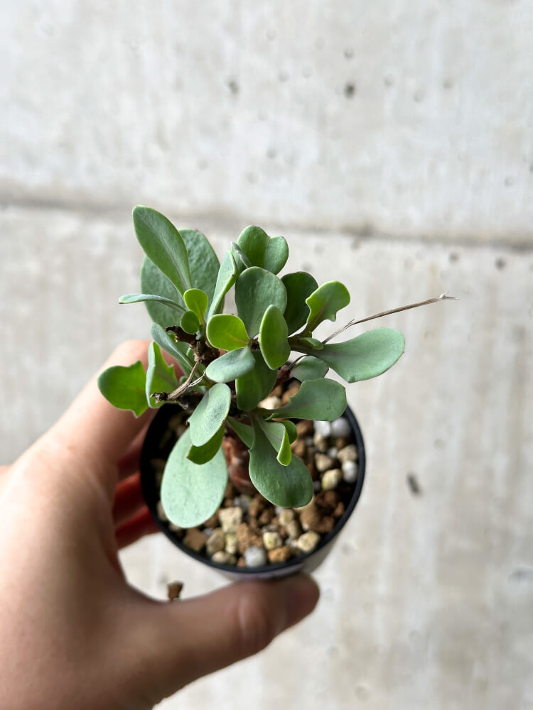 【現品限り】オトンナ・パキポダ【P21】 Othonna pachypoda