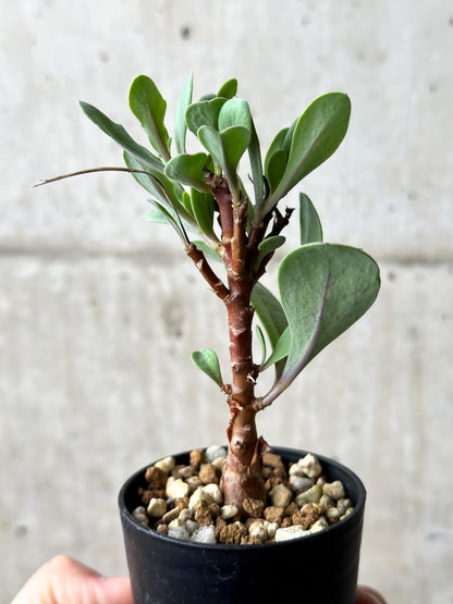 【現品限り】オトンナ・パキポダ【P21】 Othonna pachypoda