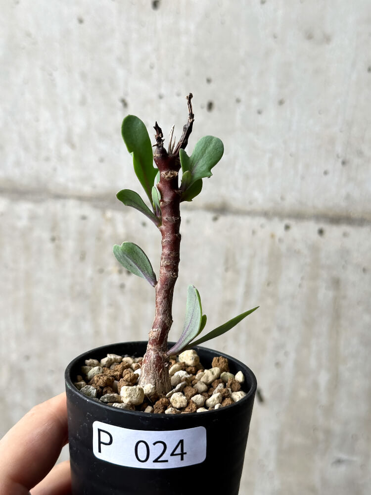 【現品限り】オトンナ・パキポダ【P24】 Othonna pachypoda