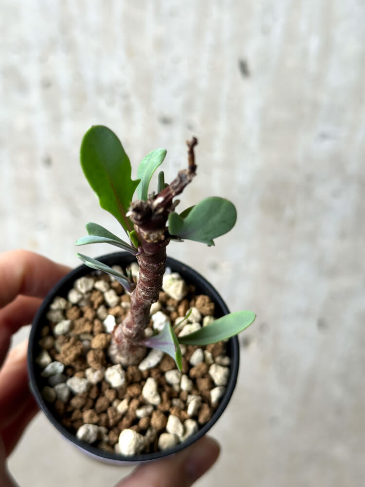 【現品限り】オトンナ・パキポダ【P24】 Othonna pachypoda