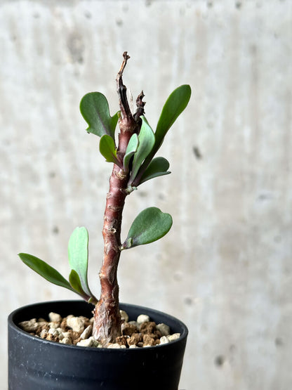 【現品限り】オトンナ・パキポダ【P24】 Othonna pachypoda