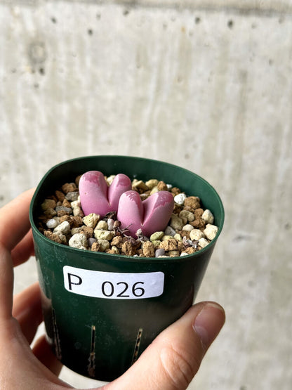 【現品限り】リトープス・オプティカ・ルブラ C81A 紅大内玉【P26】 Lithops