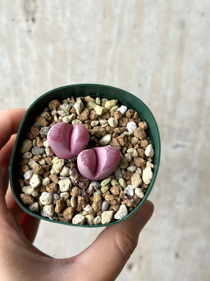 【現品限り】リトープス・オプティカ・ルブラ C81A 紅大内玉【P26】 Lithops