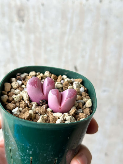 【現品限り】リトープス・オプティカ・ルブラ C81A 紅大内玉【P26】 Lithops
