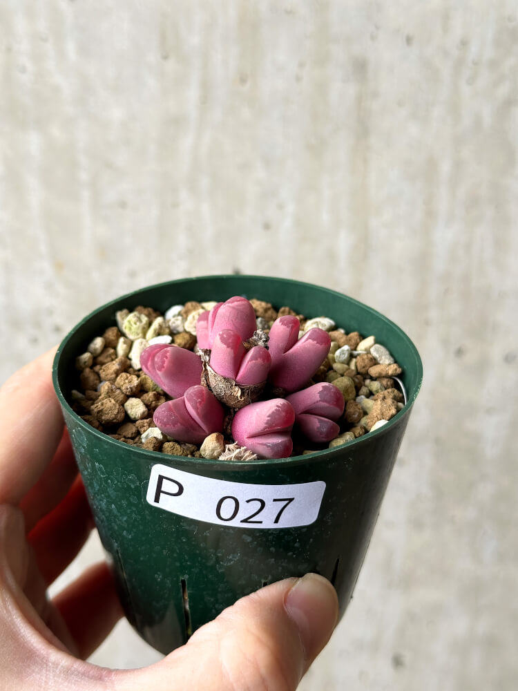 【現品限り】リトープス・オプティカ・ルブラ C81A 紅大内玉【P27】 Lithops