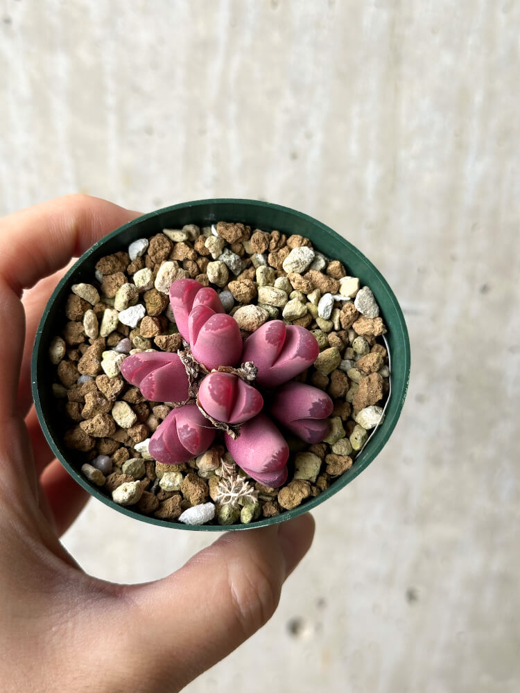 【現品限り】リトープス・オプティカ・ルブラ C81A 紅大内玉【P27】 Lithops