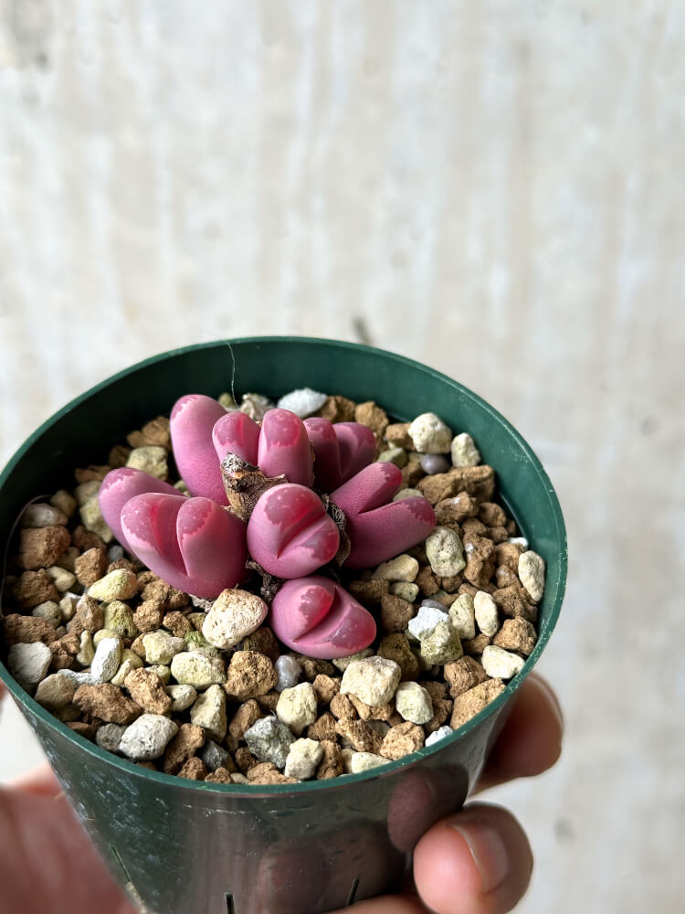 【現品限り】リトープス・オプティカ・ルブラ C81A 紅大内玉【P27】 Lithops