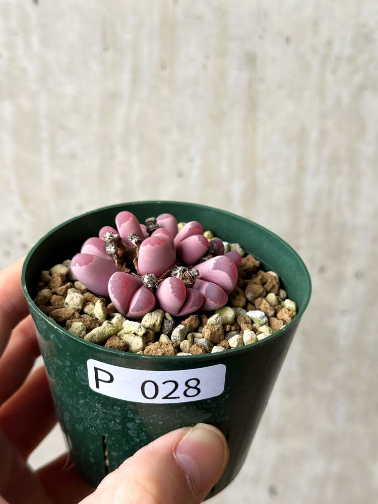【現品限り】リトープス・オプティカ・ルブラ C81A 紅大内玉【P28】 Lithops