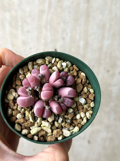 【現品限り】リトープス・オプティカ・ルブラ C81A 紅大内玉【P28】 Lithops