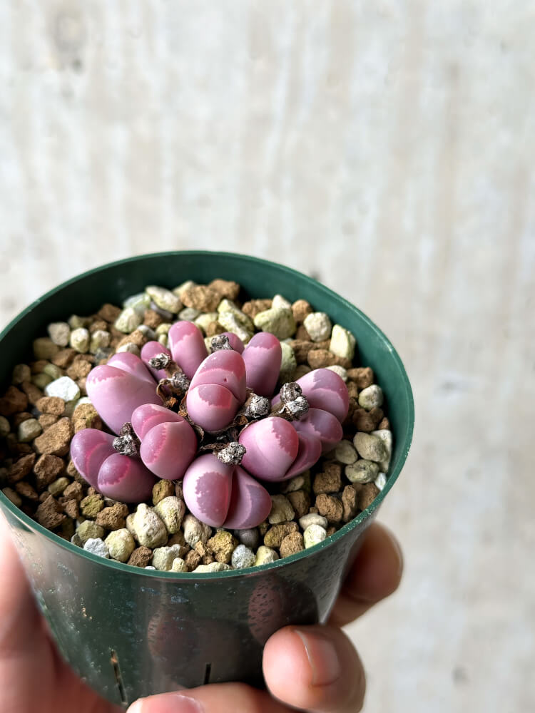 【現品限り】リトープス・オプティカ・ルブラ C81A 紅大内玉【P28】 Lithops