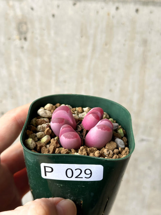 【現品限り】リトープス・オプティカ・ルブラ C81A 紅大内玉【P29】 Lithops