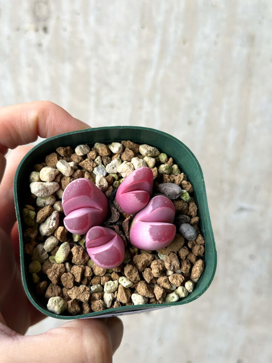 【現品限り】リトープス・オプティカ・ルブラ C81A 紅大内玉【P29】 Lithops
