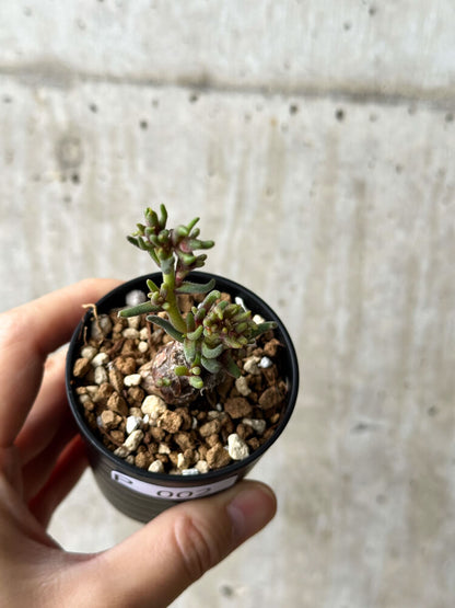 【現品限り】フィロボルス・テヌイフロルス【P2】 Phyllobolus tenuiflorus