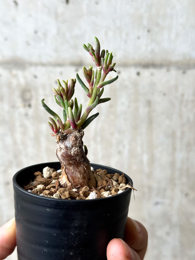 【現品限り】フィロボルス・テヌイフロルス【P2】 Phyllobolus tenuiflorus