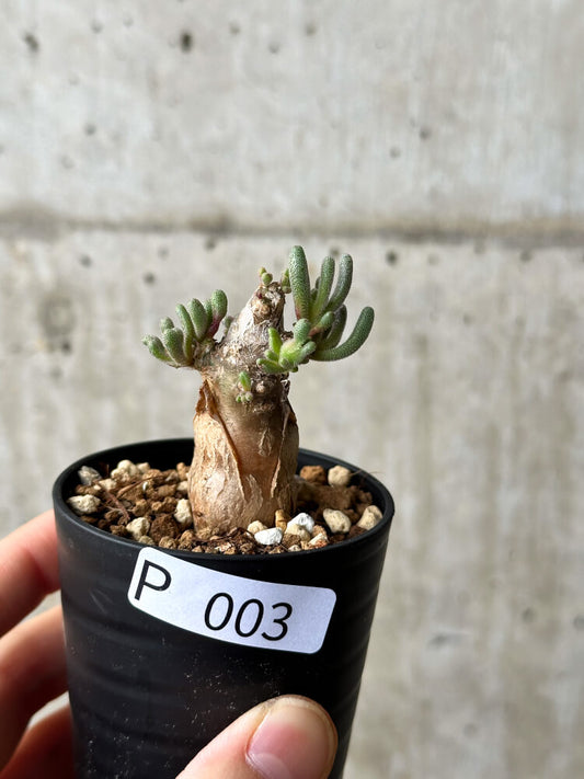 【現品限り】フィロボルス・テヌイフロルス【P3】 Phyllobolus tenuiflorus