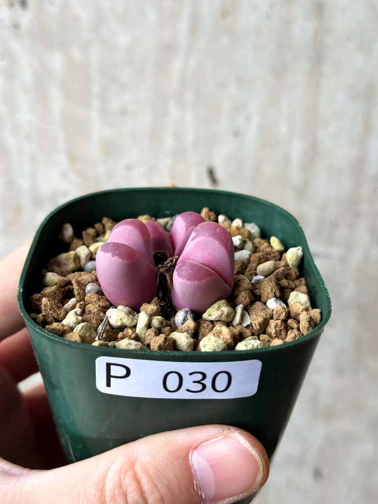 【現品限り】リトープス・オプティカ・ルブラ C81A 紅大内玉【P30】 Lithops
