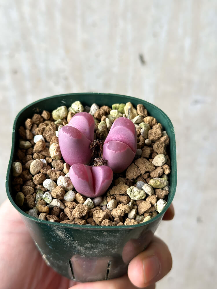 【現品限り】リトープス・オプティカ・ルブラ C81A 紅大内玉【P30】 Lithops