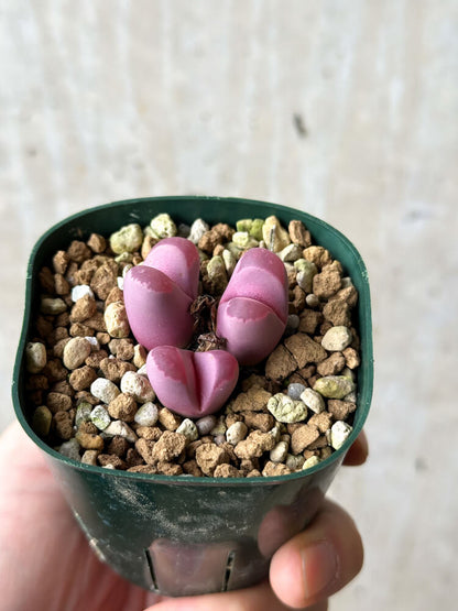 【現品限り】リトープス・オプティカ・ルブラ C81A 紅大内玉【P30】 Lithops
