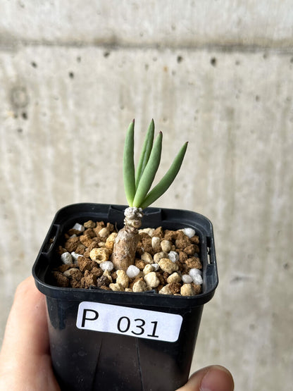 【現品限り】チレコドン・フィロポディウム【P31】 Tylecodon reticulatus ssp phyllopodium
