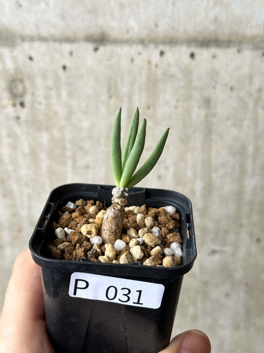 【現品限り】チレコドン・フィロポディウム【P31】 Tylecodon reticulatus ssp phyllopodium