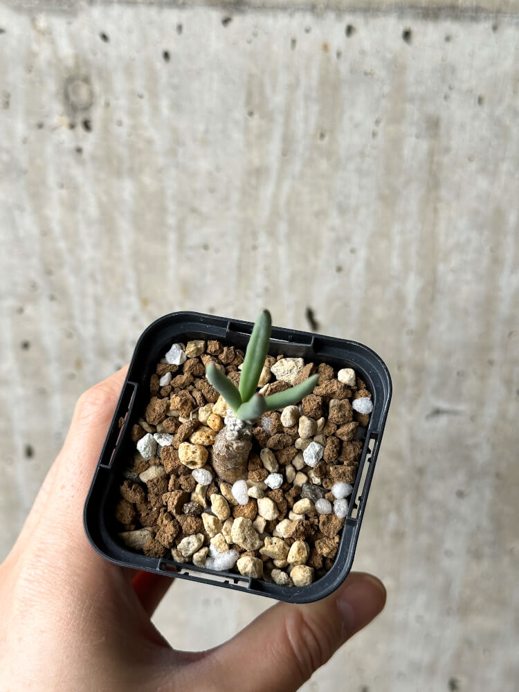 【現品限り】チレコドン・フィロポディウム【P31】 Tylecodon reticulatus ssp phyllopodium