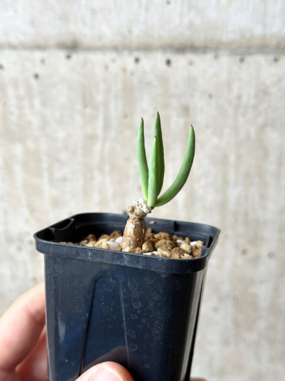 【現品限り】チレコドン・フィロポディウム【P31】 Tylecodon reticulatus ssp phyllopodium