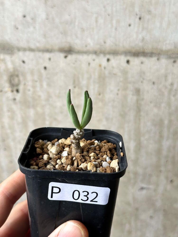 【現品限り】チレコドン・フィロポディウム【P32】 Tylecodon reticulatus ssp phyllopodium