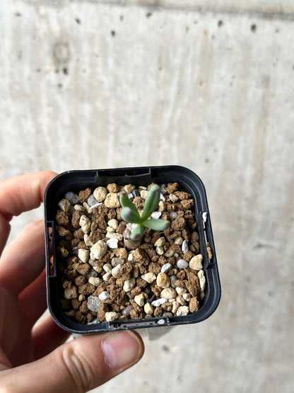 【現品限り】チレコドン・フィロポディウム【P32】 Tylecodon reticulatus ssp phyllopodium