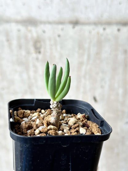 【現品限り】チレコドン・フィロポディウム【P32】 Tylecodon reticulatus ssp phyllopodium