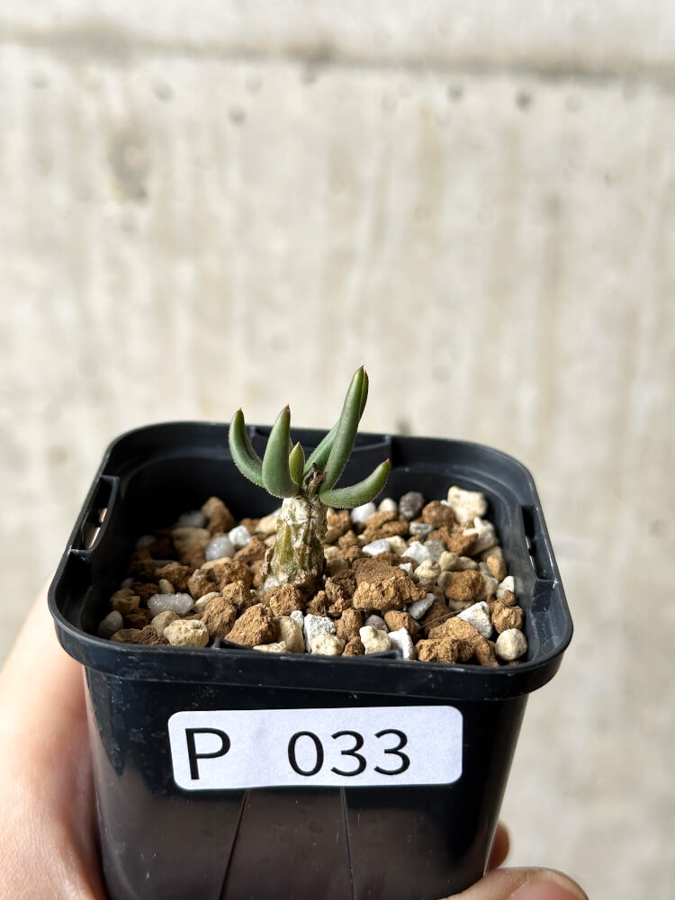 【現品限り】チレコドン・フィロポディウム【P33】 Tylecodon reticulatus ssp phyllopodium