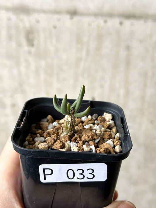 【現品限り】チレコドン・フィロポディウム【P33】 Tylecodon reticulatus ssp phyllopodium