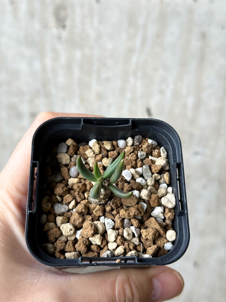 【現品限り】チレコドン・フィロポディウム【P33】 Tylecodon reticulatus ssp phyllopodium