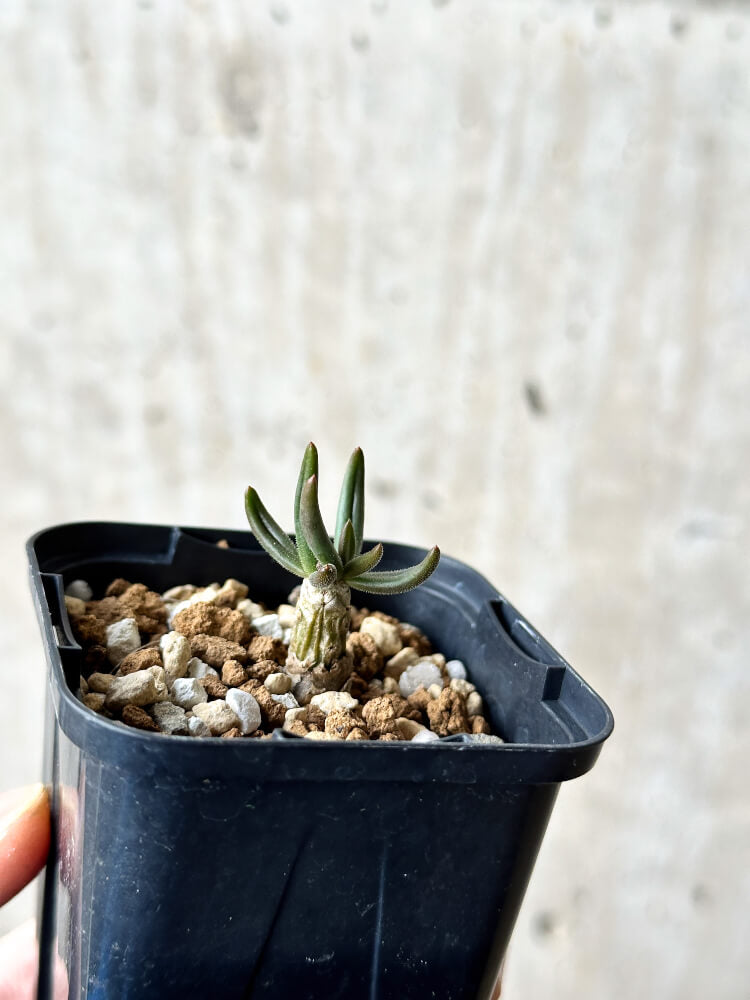 【現品限り】チレコドン・フィロポディウム【P33】 Tylecodon reticulatus ssp phyllopodium