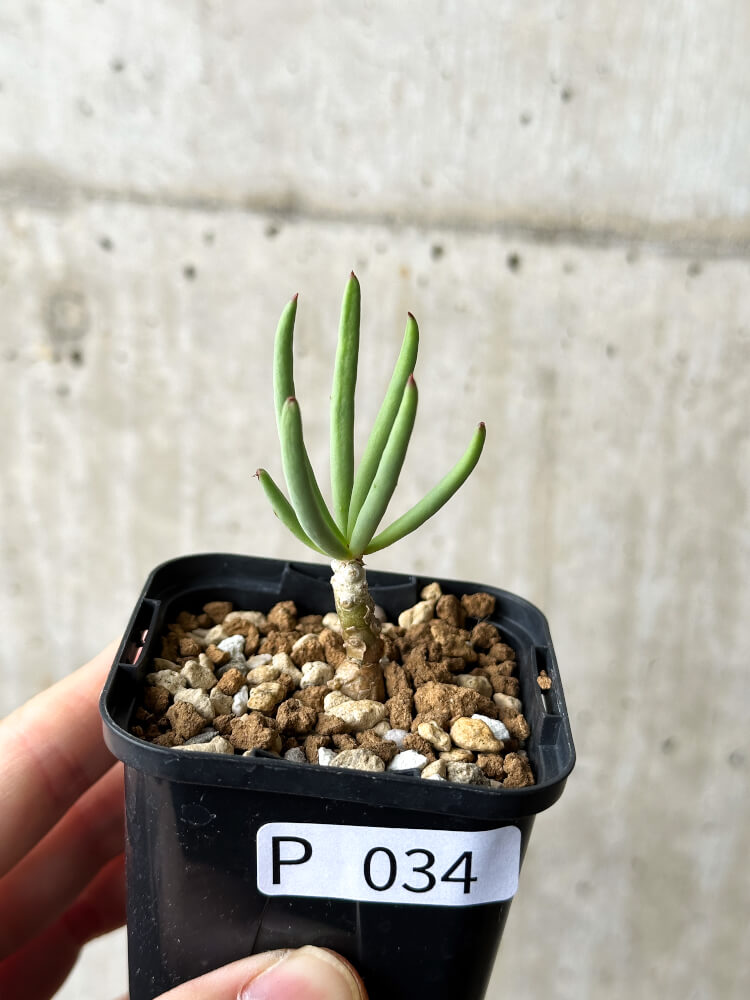 【現品限り】チレコドン・フィロポディウム【P34】 Tylecodon reticulatus ssp phyllopodium
