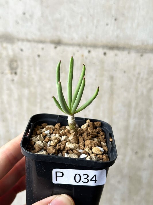 【現品限り】チレコドン・フィロポディウム【P34】 Tylecodon reticulatus ssp phyllopodium