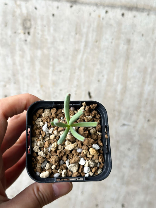 【現品限り】チレコドン・フィロポディウム【P34】 Tylecodon reticulatus ssp phyllopodium