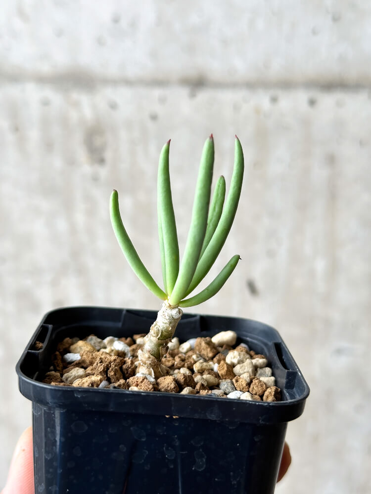 【現品限り】チレコドン・フィロポディウム【P34】 Tylecodon reticulatus ssp phyllopodium