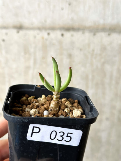 【現品限り】チレコドン・フィロポディウム【P35】 Tylecodon reticulatus ssp phyllopodium