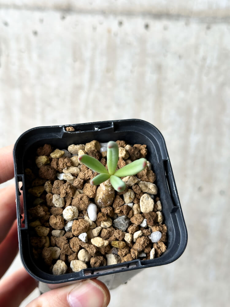 【現品限り】チレコドン・フィロポディウム【P35】 Tylecodon reticulatus ssp phyllopodium