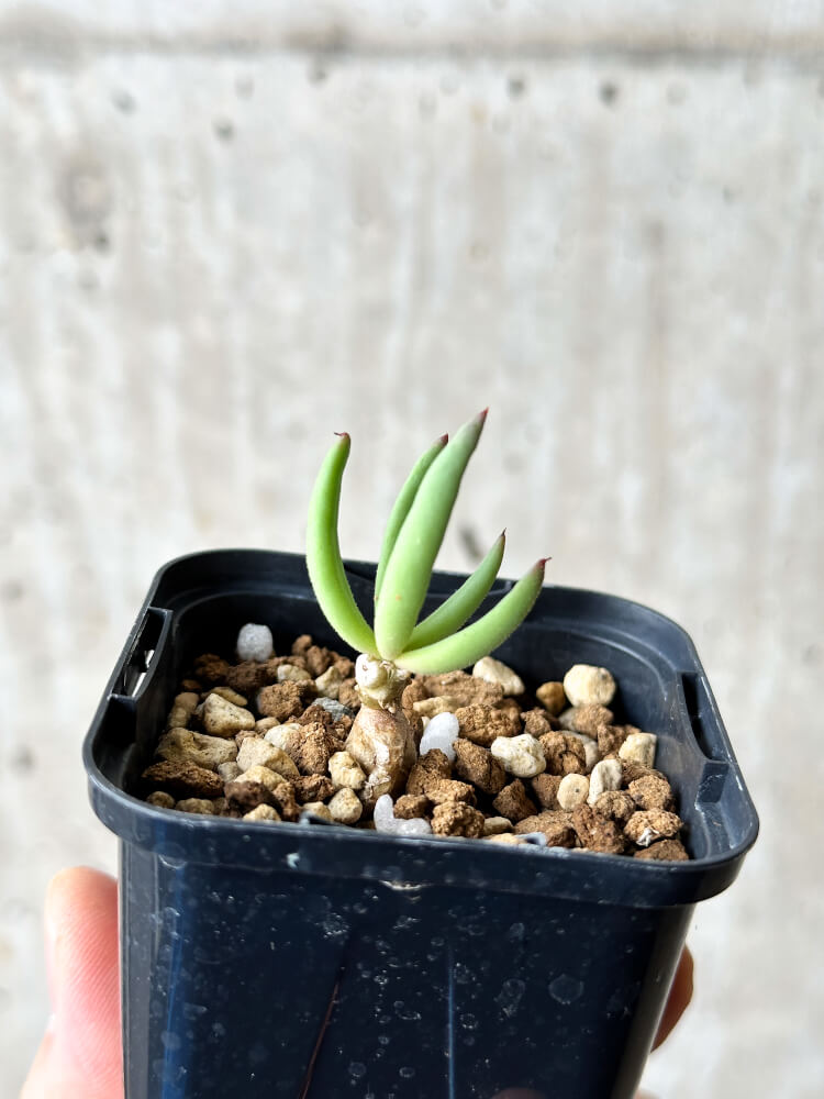 【現品限り】チレコドン・フィロポディウム【P35】 Tylecodon reticulatus ssp phyllopodium