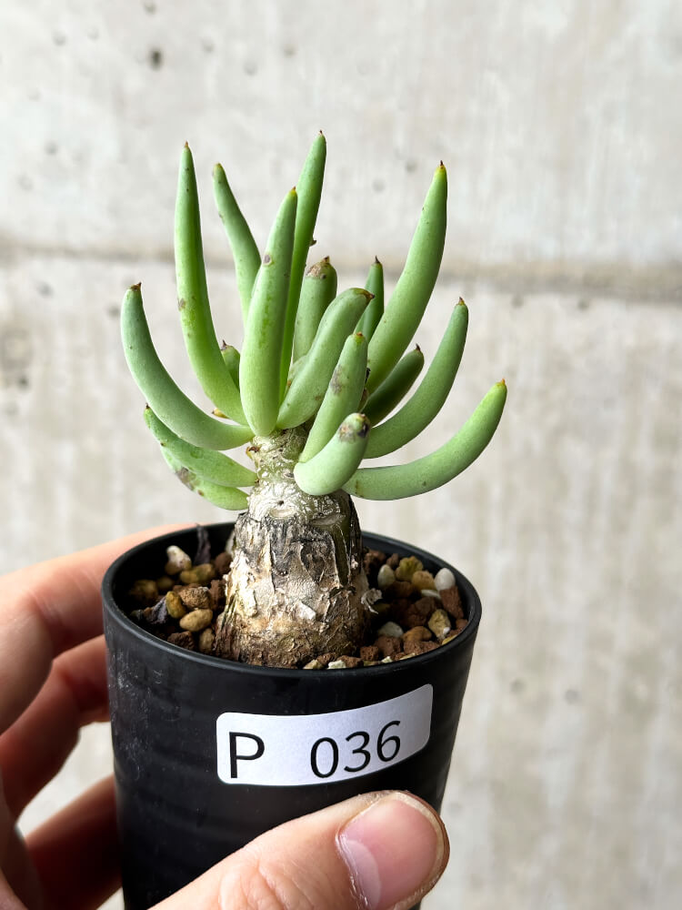 【現品限り】チレコドン・レティキュラーツス 万物想【P36】 Tylecodon reticulatus